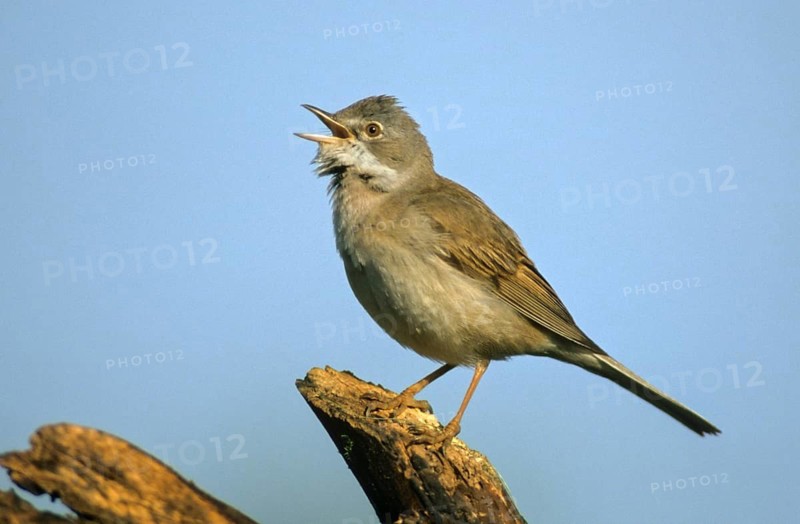 Warbler, Sylvia Communis, Whitethroat, Birds, Song, Leo, Passeri, Singing, Songbirds, Birds