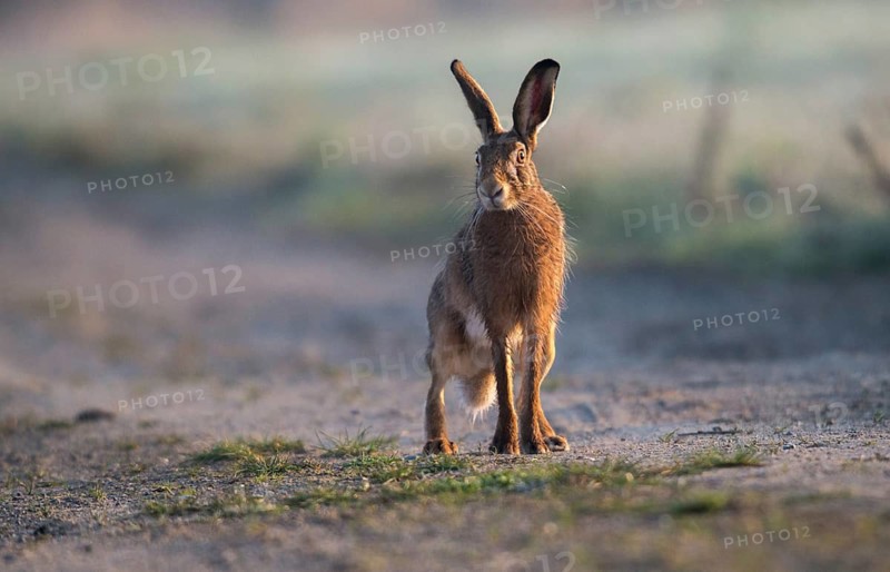 European hare, hares, hares, lagomorpha, lepus europaeus, bunny, mammals, mammals