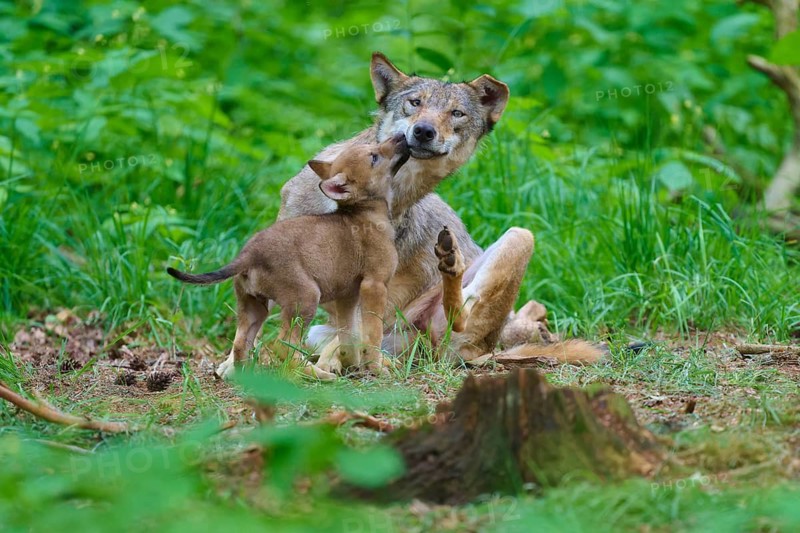 A wolf and its cub enjoying time together in the forest, summer, wolf (Canis lupus), Germany