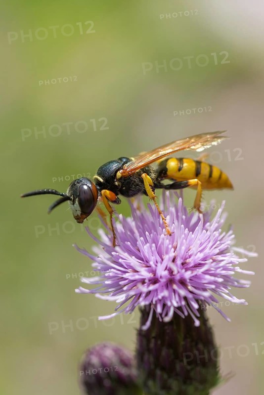 Beewolf, European beewolf, hymenoptera, philanthus triangulum, spheciformes, bee-killer wasp, beewolf, digging wasps, high size, portrait format, insects, the bee-eating philanthus