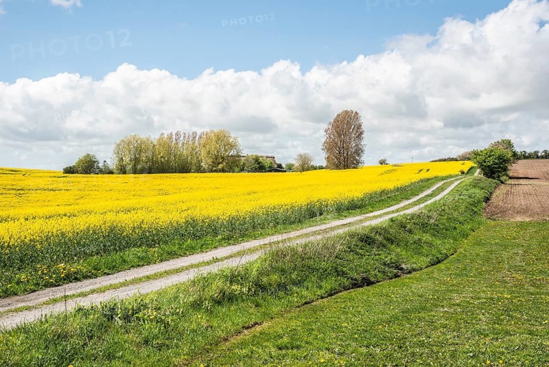 Landscape with fields of yellow flowering rapeseed and a tiny road and cloud in Ystad municipality, Skåne county, Sweden, Scandinavia