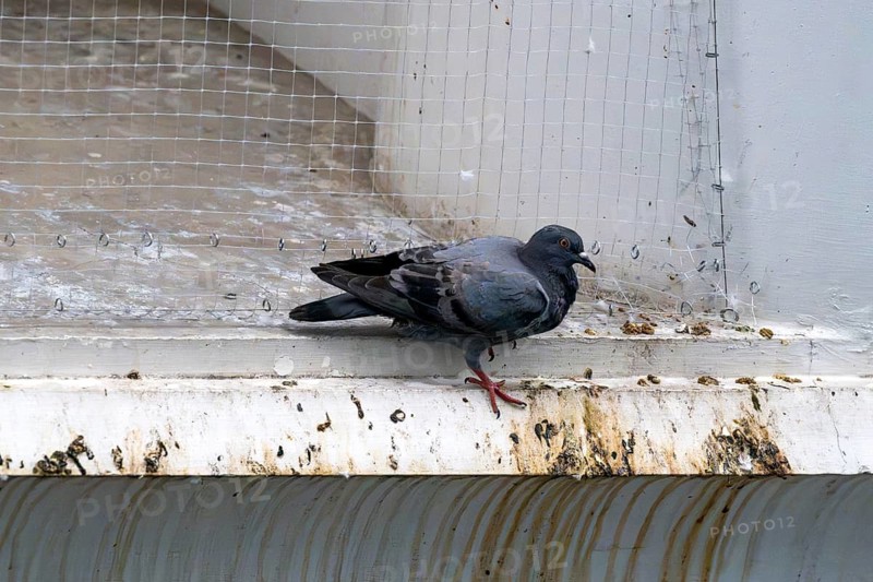 City pigeon sitting in front of safety net, Pattaya, Thailand