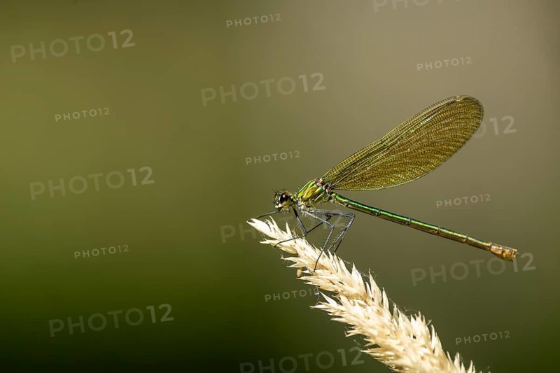 Macro photograph of a dragonfly resting on a plant, against a gently blurred background, Banded demoiselle (Calopteryx splendens), female, nature reserve, Speyer, Germany, Europe, Baden-Württemberg