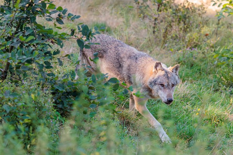 A Eurasian gray wolf (Canis lupus lupus) runs across a green meadow at the edge of the forest on a sunny day. Transylvania, Romania