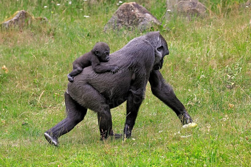 Western gorilla (Gorilla gorilla), adult, female, mother, carrying, infant, on her back, foraging, walking