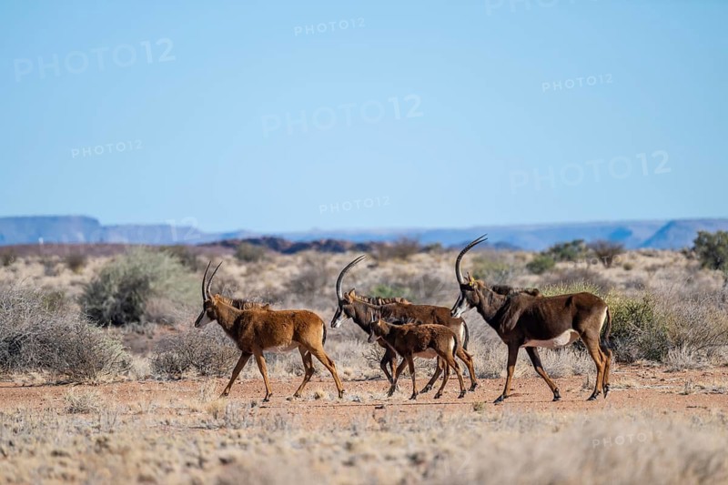 Herd, roan antelope (Hippotragus equinus) in the grasslands, South Africa