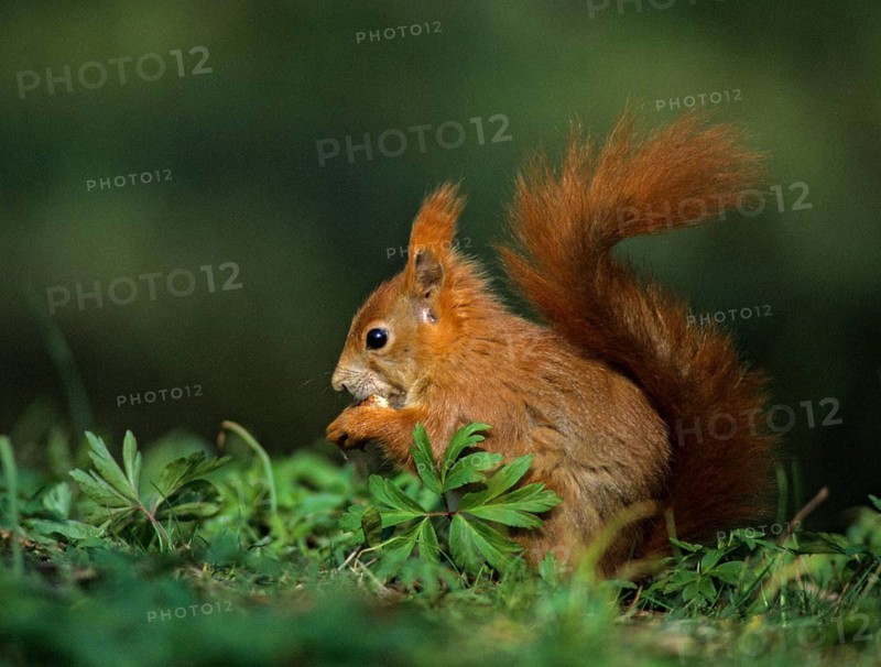 Squirrels, rodents, rodentia, sciurus vulgaris, squirrel, mammals, rodents, mammals