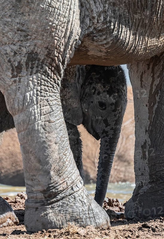 Cute little elephant, young animal under mother, African elephants (Loxodonta africana), Addo Elephant National Park, Eastern Cape, South Africa