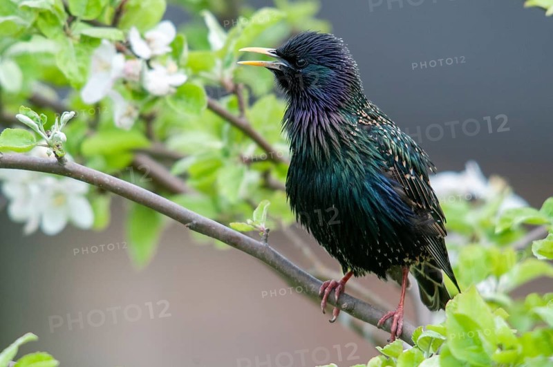 Star, Starling, Sturnus vulgaris, courtship behavior, birds, courtship display, spring, song, meadow orchard, passeri, singing, songbirds, song birds, jumping, orchard, birds