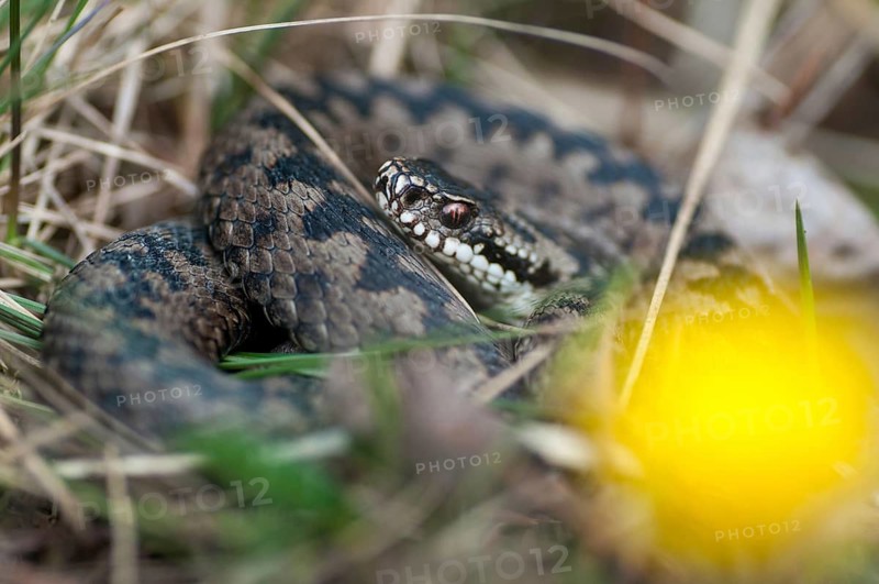 European adder, European viper, venomous snake, vipera berus, critters, poisonous reptilia, reptilia, snakes, snakes