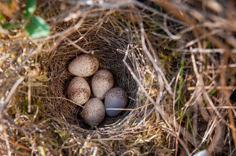 2009, Brandenburg, Germany, Grünhäuser Lake, Heidelerche, Lullula Arborea, Nabu, national natural heritage, natural paradise Grünhaus, Woodlark, post-mining landscape, birds, clutch, green house, landscape, nest, passeri, songbirds, birds