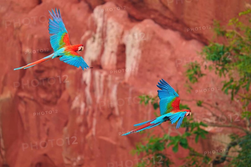 Two macaws flying elegantly over a red rocky backdrop with vibrant colours, Green-winged Macaw, or Dark Scarlet macaw (Ara chloroptera), Buraco Das Araras, Bonito, Pantanal, Brazil