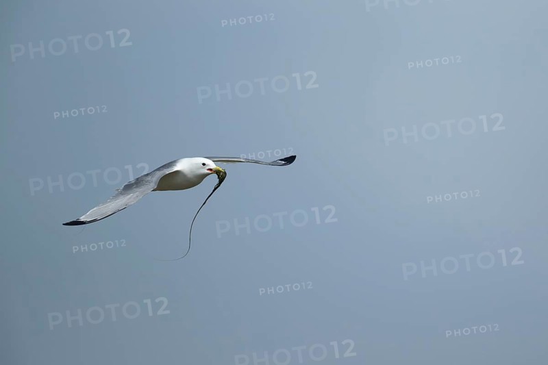 Black legged kittiwake (Rissa tridactyla) adult seabird bird flying with nesting material in its beak, England, United Kingdom