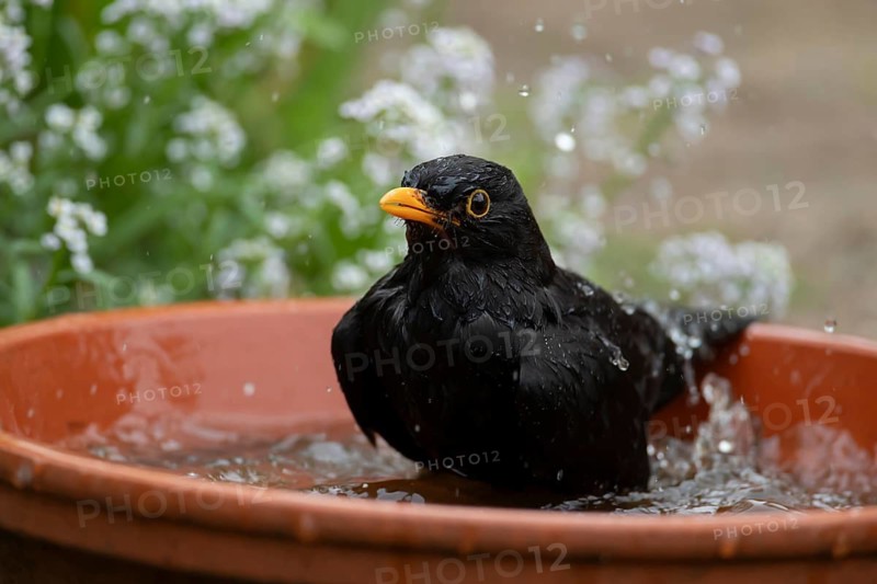 Eurasian blackbird (Turdus merula) adult male garden bird bathing in water in a plant pot saucer, England, United Kingdom