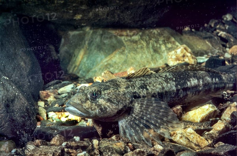 Bullhead, Cottus Gobio, European Bullhead, Millers Thumb, Mühlkoppe, Westgroppe, Camouflage, Common Bullhead, Fish, Fishes, Rivers, Freshwater Sculpin, Pisces, Camouflage