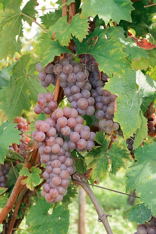 Grapes on the vine, Gewürztraminer grape variety, Alsace, Grand Est, France