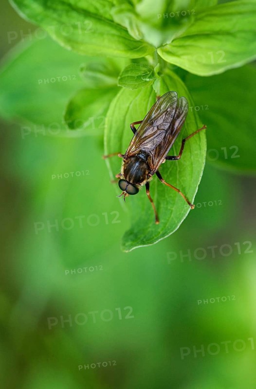 Awl-fly, brachycera, coenomyia ferruginea, flies, stinkfly, diptera, high size, portrait format, insects, two-winged birds