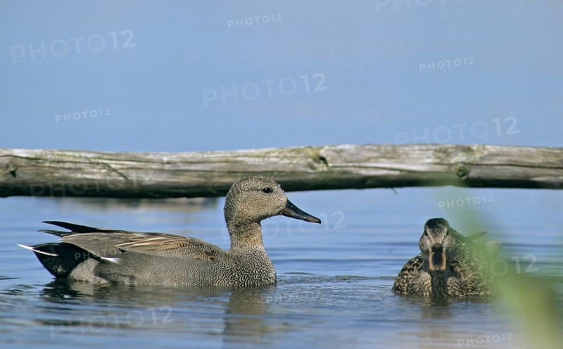 Anas strepera, Gadwall, Mareca strepera, middle duck, chatterduck, anatidae, birds, breeding plumage, ducks, ducks, duck birds, leo, male, magnificent dress, birds, waterbirds, waterbirds