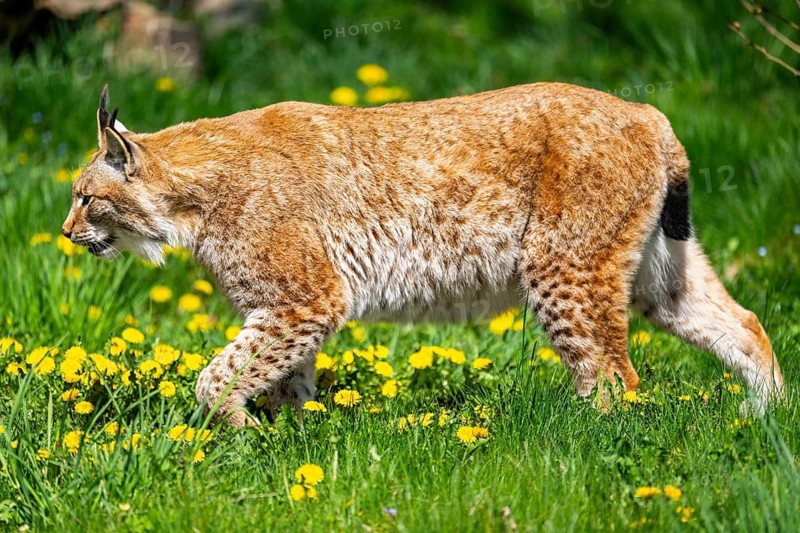Eurasian lynx (Lynx lynx), walking on a meadow, Bavaria, Germany