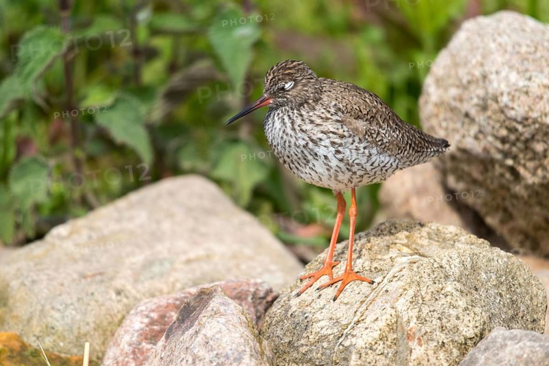 Redshank, redshank, tringa totanus, birds, charadriiformes, limikolen, sleep, snipe birds, scolopacidae, sleep, birds, waders, waders