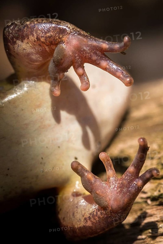 Agile frog, rutting calluses, estrus calluses, nuptial pad, mating calluses, rana dalmatina, jumping frog, amphibians, frog, frogs, high size, portrait format, amphibians