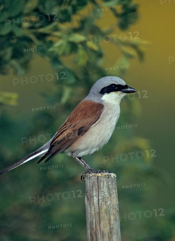 Lanius Collurio, red-backed shrike, redback shrike, birds, high size, portrait format, male, passeri, songbirds, birds, shrikes