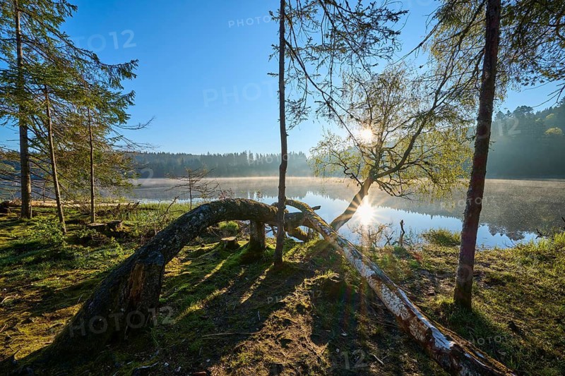 Bent trees on the shore of a lake in the soft light of the rising sun, Windgfällweiher, Lenzkirch, Black Forest, Breisgau Hochschwarzwald, Baden-Württemberg, Germany