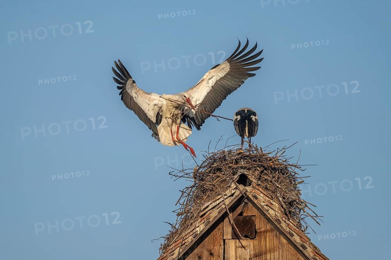 Two white storks (ciconia ciconia) at the start of the nesting season. One is on the nest while the other is fetching branches in flight. Muttersholtz, Bas Rhin, Alsace, France