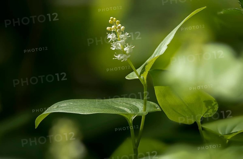 Convallariaceae, Maianthemum bifolium, lily of the valley, may lily, shadowflower, two-leaf shadowflower, false lily of the valley, flora, plants, plants