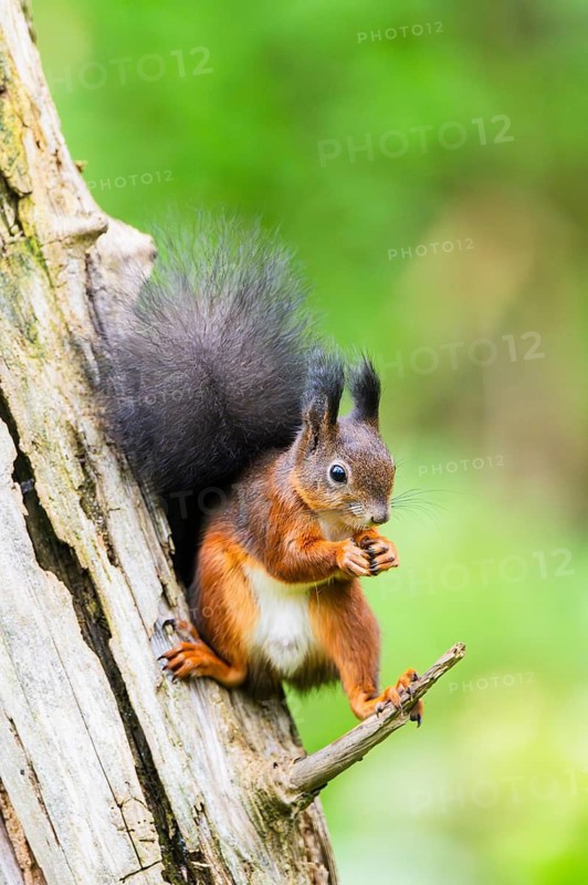 Red squirrel (Sciurus vulgaris) sitting on an old wrotten tree trunk in a forest, Bavaria, Gernany