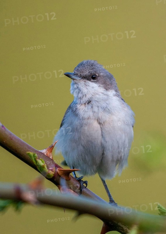 Rattleswarbler, Lesser Whitethroat, Sylvia Curruca, Birds, High Size, Portrait, Male, Passeri, Songbirds, Birds, Warbler