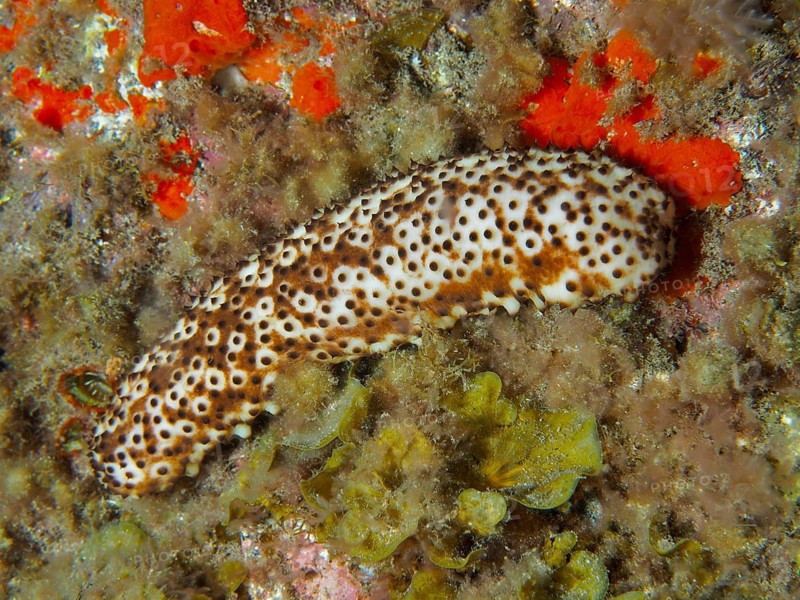 A spotted sea cucumber (Holothuria sanctori) crawls across the seabed at night, dive site: El Cabron Marine Reserve, Arinaga, Gran Canaria, Spain, Europe, Atlantic Ocean