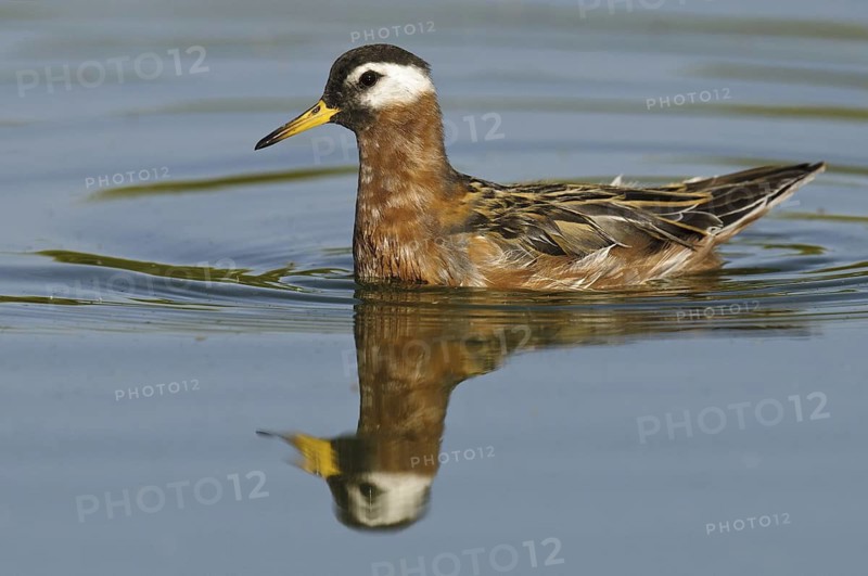 Red Phalarope (Phalaropus fulicarius), Arizona, USA