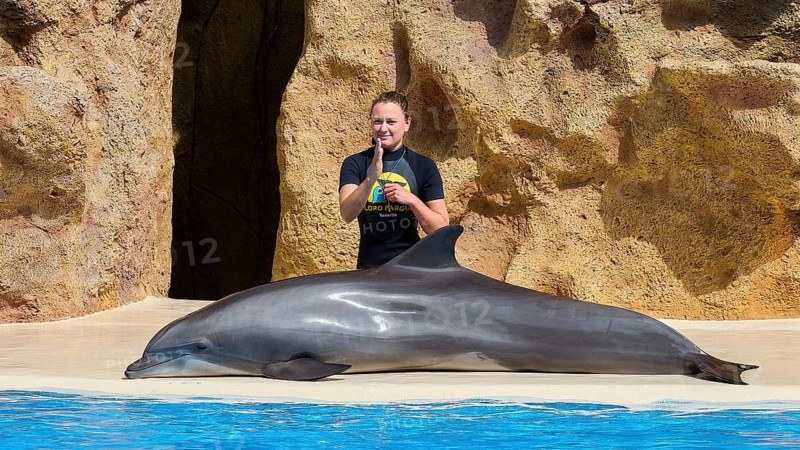 Coach posing next to a dolphin at the edge of the pool in a rocky environment, dolphin, dolphin (Delphinidae), dolphin show, Loro Parque, Puerto de la Cruz, Tenerife, Canary Islands, Spain