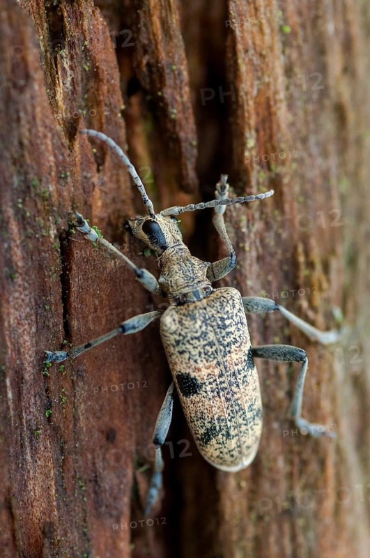 Snappy pintreck, blackspotted pliers support beetle, hardwood pincheon, rhagium mordax, blackspotted pintreck, pincer buck, beetle, longhorn, coleoptera, high size, portrait format, insects, beetles