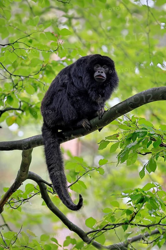 Black howler monkey (Alouatta caraya), adult, male, tree, sitting, alert, South America