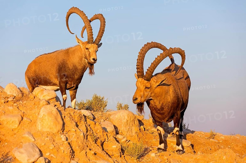 Nubian ibex, Nubian ibex, (Capra nubiana), animals, mammals, ibex, Ben Gurion's Tomb, Midreshet Ben-Gurion, HaDarom, Israel