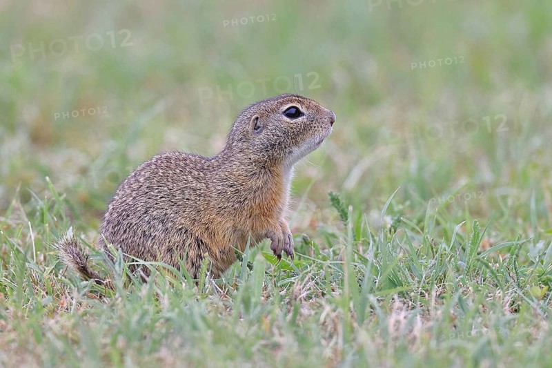European ground squirrel (Spermophilus citellus) in a meadow, Burgenland Austria