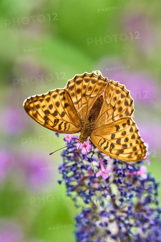 Silver-washed Fritillary (Argynnis paphia) butterfly Feeding on Purple Buddleia Flower with Soft Green Background