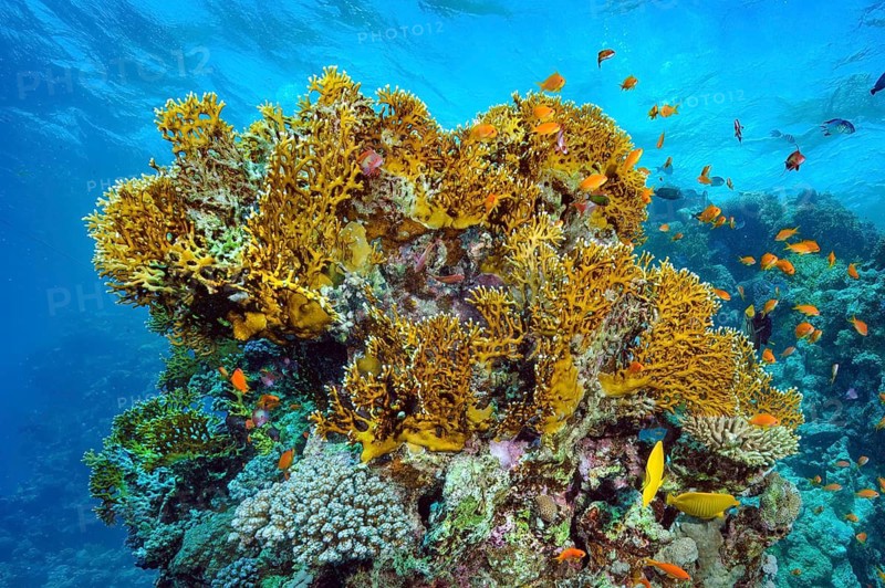 Underwater photograph of a large colony of stinging fire coral (Millepora dichotoma), Cnidaria, Red Sea, Egypt