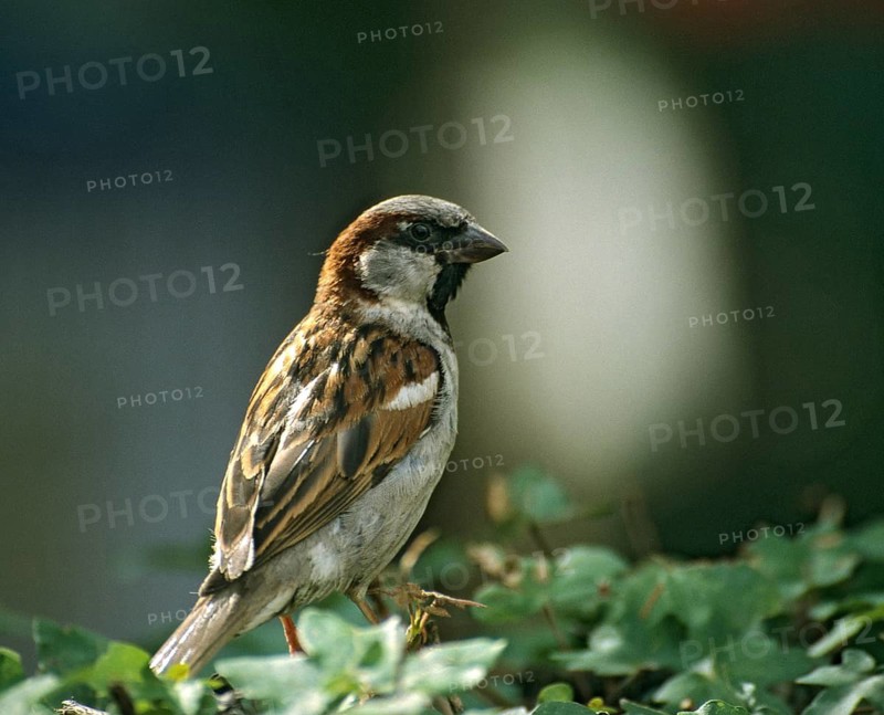 House sparrow, house sparrow, passer domesticus, sparrow, birds, leo, male, passeri, songbirds, sparrow, sparrow, sparrow, sparrow, sparrow, sparrow, sparrow, birds
