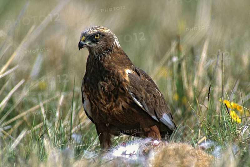 Accipitriformes, Circus Aeruginosus, Marsh Harrier, Harrier, Prey, Birds, Female, Birds of Prey, Leo, Raptor, Raptors, Birds, Female