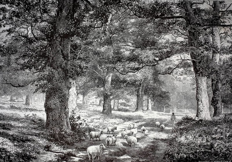 Distinctive trees, natural landmark, Sherwood Forest, landscape park surrounding Edwinstowe in Nottinghamshire, England. In the 12th century, Sherwood Forest covered approximately 405 km², which is associated with the legendary figure Robin Hood. A large number of very old and powerful oak trees grow in the forest, illustration, reproduction from a model from the 19th century. Authentic, file restored for optimal use, exact date of submission unknown, historical