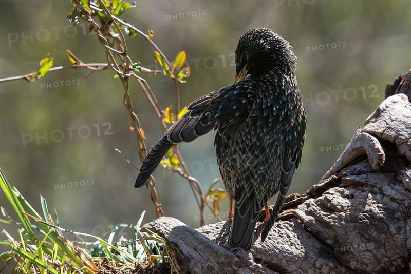 Starling, Sturnus vulgaris, birds, plumage care, passeri, preening, songbirds, birds