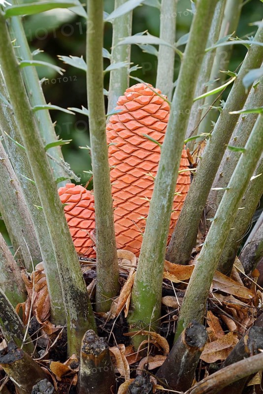 Bread palm fern (Encephalartos altensteinii), cone, native to South Africa