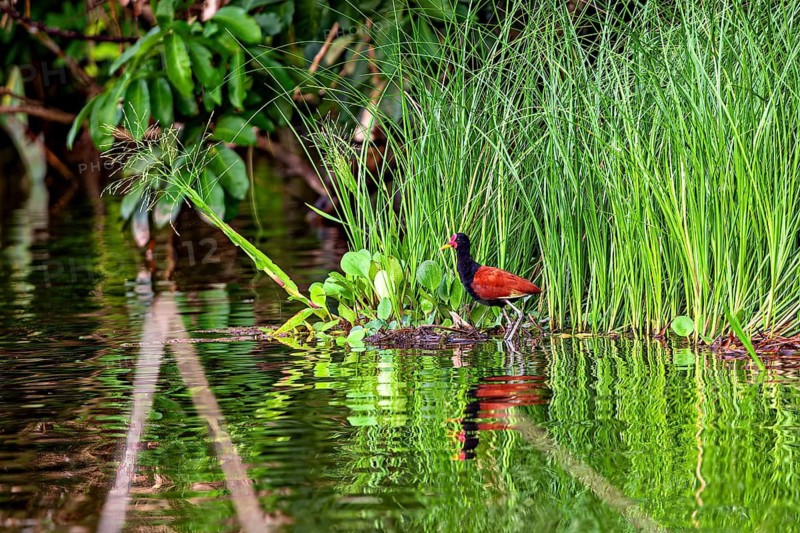 A red bird stands at the edge of a pond, surrounded by dense reeds and lush greenery: a red-fronted jacana (Jacana jacana) in the Amazon Basin near Rurrenabaque in Bolivia