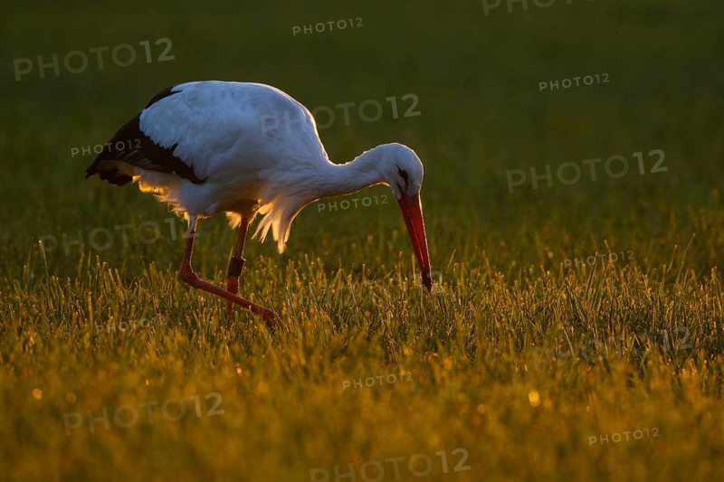 White Stork (Ciconia ciconia) foraging, North Rhine-Westphalia, Germany