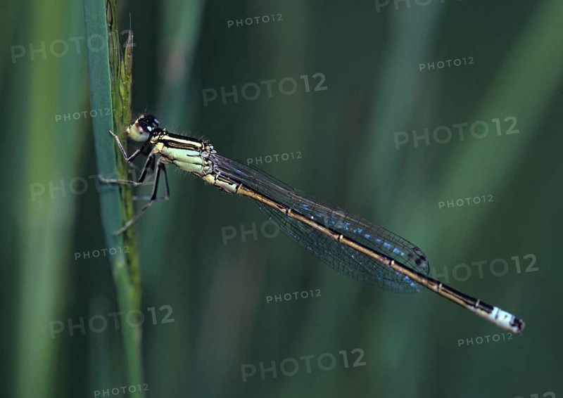 Ischnura Pumilio, Little Dragonfly, Scarce Blue-Tailed Damselfly, Damselflies, Dragonflies, Insects, Dragonflies, Odonata, Zygoptera