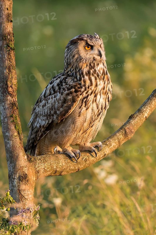 Eurasian Eagle-Owl (Bubo bubo) captive, Schwyz, Switzerland
