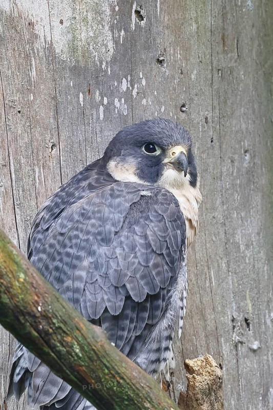 Peregrine falcon (Falco peregrinus), sitting on a branch, captive, Bavaria, Germany